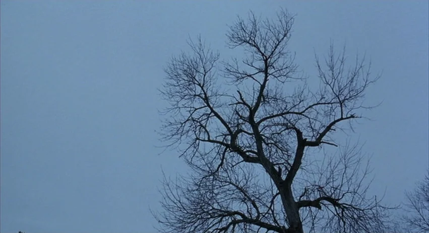 About Schmidt movie still: wide — A bare, leafless deciduous tree is centered against a flat, overcast blue-grey sky. The branches are spindly and…