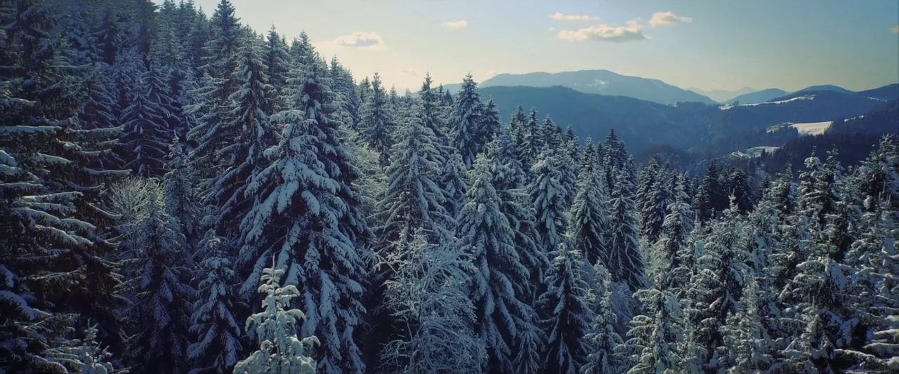 Tell Me How I Die (2016) movie still: establishing — A dense hillside of tall coniferous trees covered in thick winter snow. Mountain ranges extend…