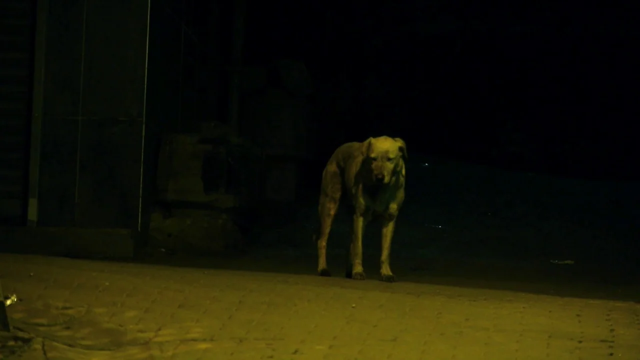 Counting (2015) movie still: medium — A dark, desolate paved area at night with minimal illumination from a streetlamp. A single stray dog stands in…