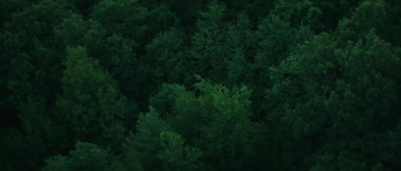 The Sea of Trees (2015) movie still: establishing — A dense, continuous canopy of lush green trees fills the entire frame. The foliage is thick with…