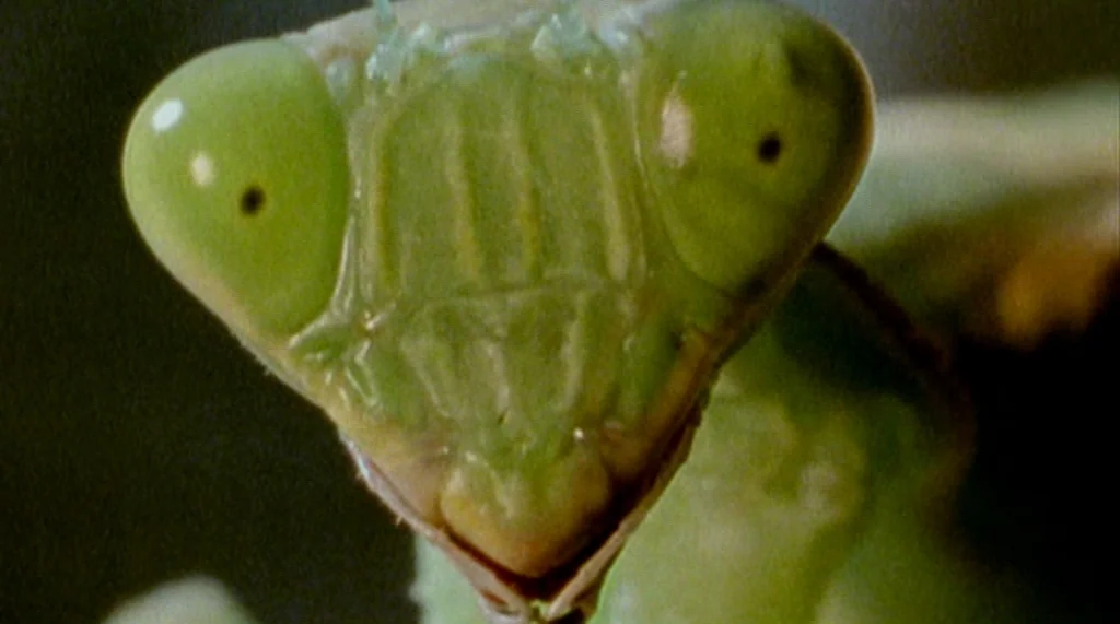 Bug movie still: closeup — A macro view displays the triangular face and multifaceted eyes of a green insect. The mantis remains stationary while…
