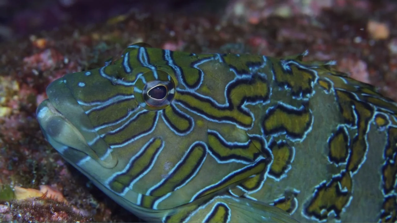 Wild Window: Bejeweled Fishes (2016) movie still: closeup — A painted greenling rests on a textured, rock-covered ocean floor. The fish lies still…