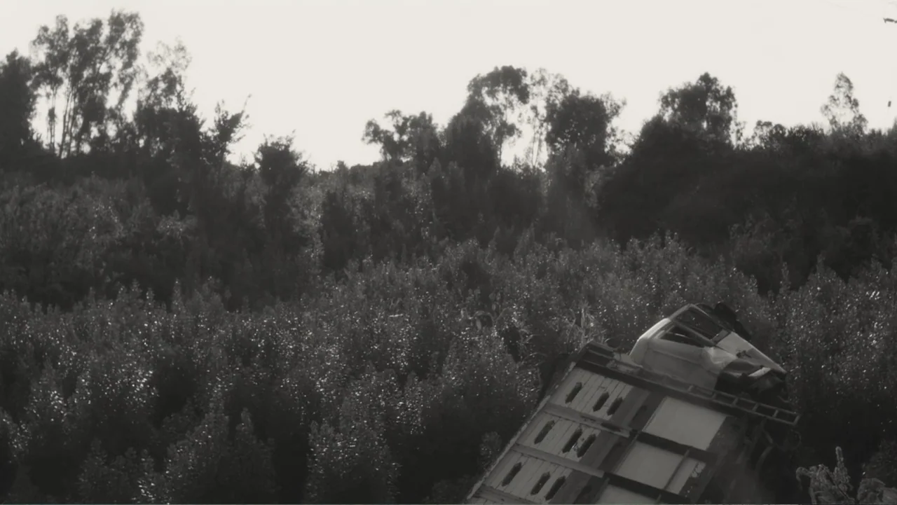 Faya Dayi (2021) movie still: establishing — A dense grove of tall eucalyptus trees surrounds a partially overturned, damaged vehicle cab. The truck…
