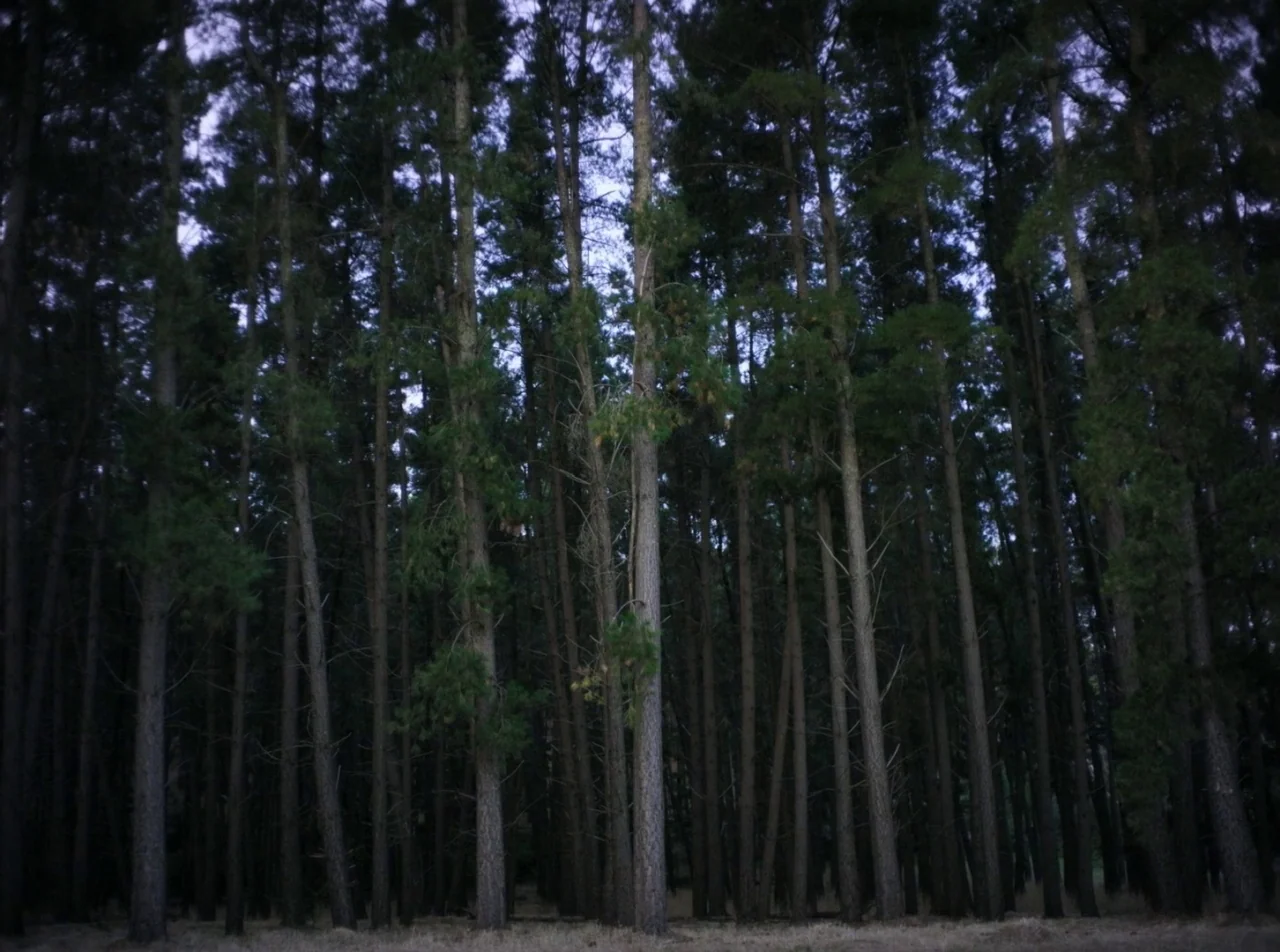Girl Asleep (2015) movie still: establishing — A dense grove of tall thin pine trees stands in a dimly lit woodland. The twilight sky is partially…