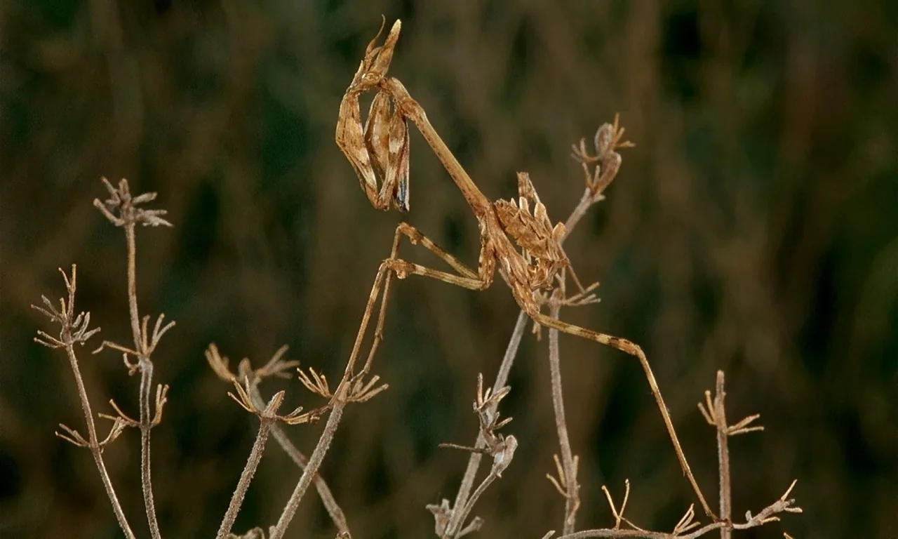 Microcosmos (1996) movie still: closeup — A dry, textured plant stem supports a stick-like praying mantis in an open field. The insect stands still…