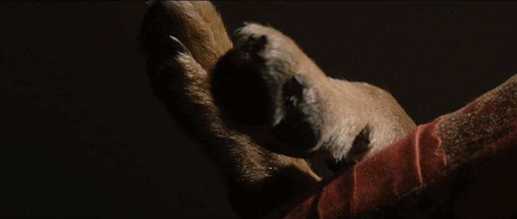 Greenberg (2010) movie still: closeup — A close-up view shows the paws of a brown-furred animal. The paws rest on a dark red, possibly upholstered…