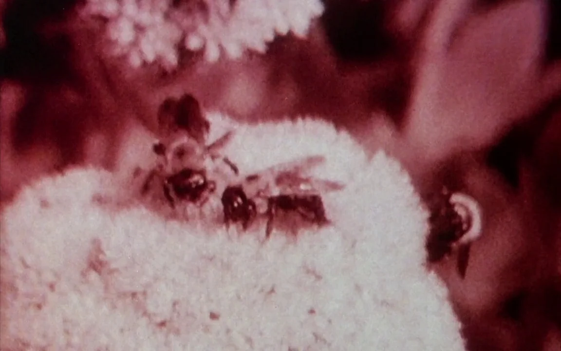 The Last of England (1987) movie still: closeup — A close-up view shows two small insects resting on a white, textured flower head. The background…