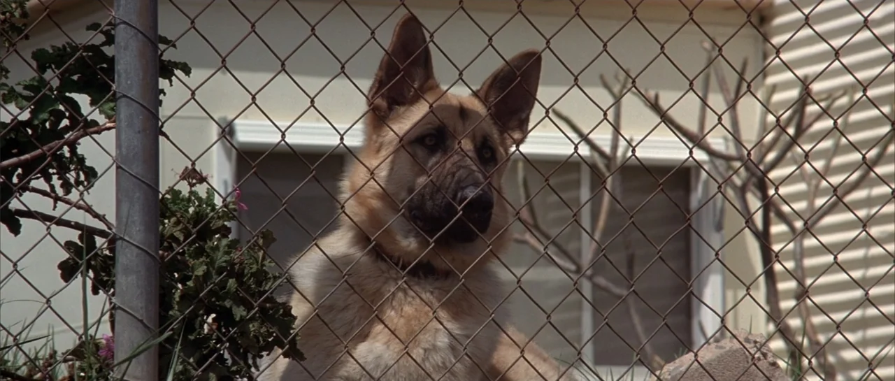 The Adventures of Priscilla, Queen of the Desert (1994) movie still: closeup — A tan and black german shepherd stands behind a grey metal chain link…