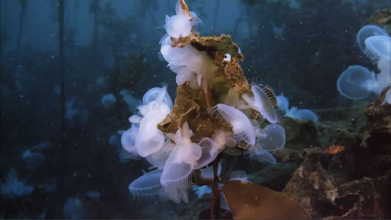 Deep Sea 3D (2006) movie still: medium — A cluster of translucent jellyfish clings to a piece of brown kelp underwater. The organisms pulse gently…