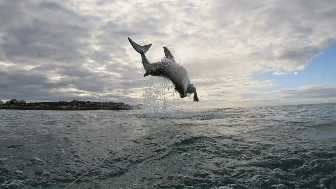 Air Jaws: Final Frontier (2023) movie still: wide — A great white shark is suspended above the surface of a choppy ocean. The creature is surrounded…