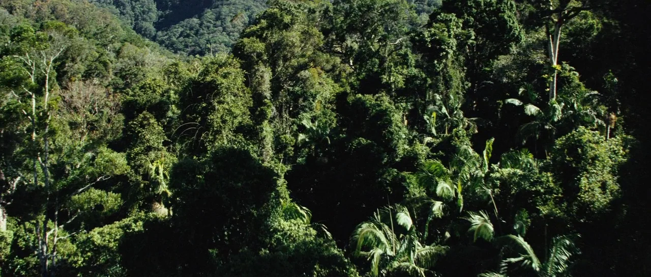 The Ruins (2008) movie still: establishing — A dense, overgrown tropical rainforest canopy covers the entirety of the frame. Diverse foliage creates…