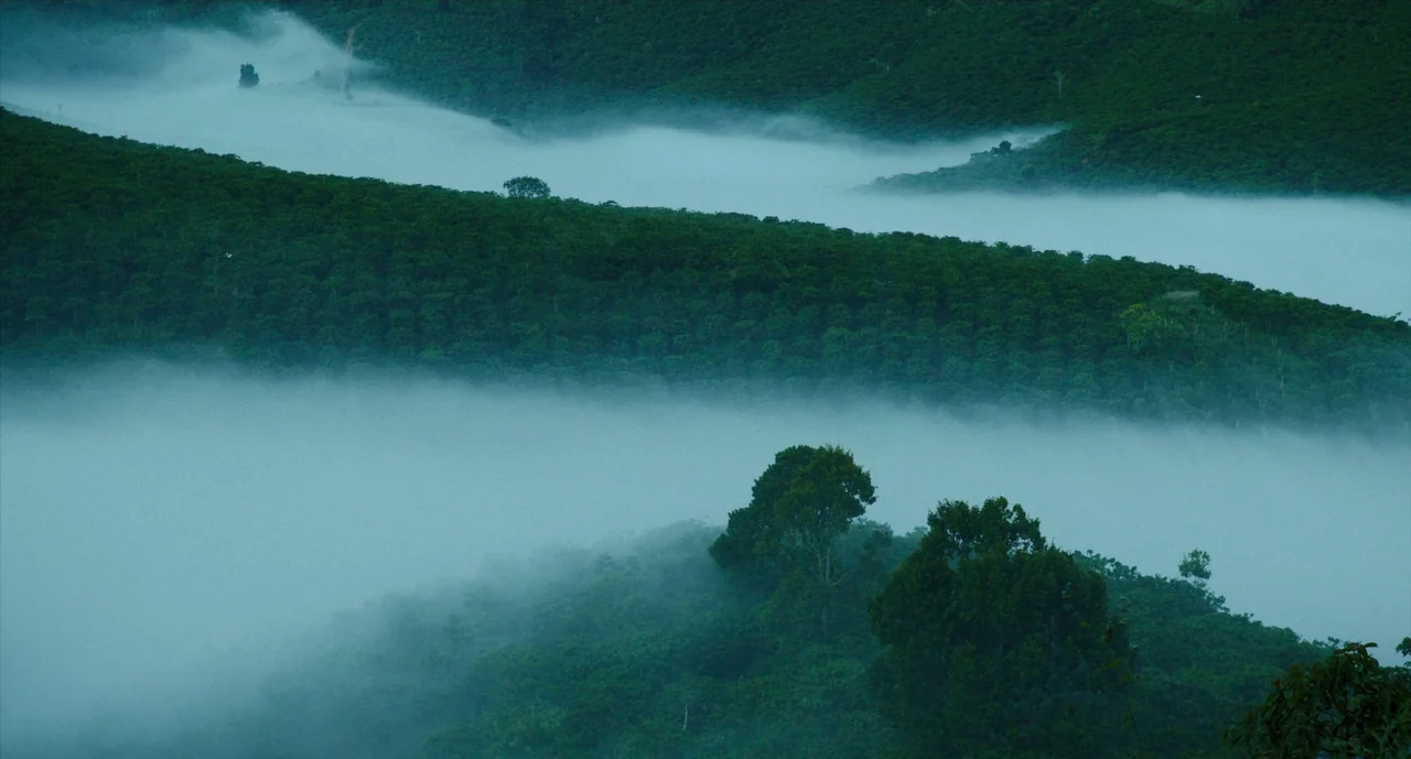 Inside The Yellow Cocoon Shell (2023) movie still: establishing — Rolling hills are covered in dense vegetation and obscured by thick low-hanging…