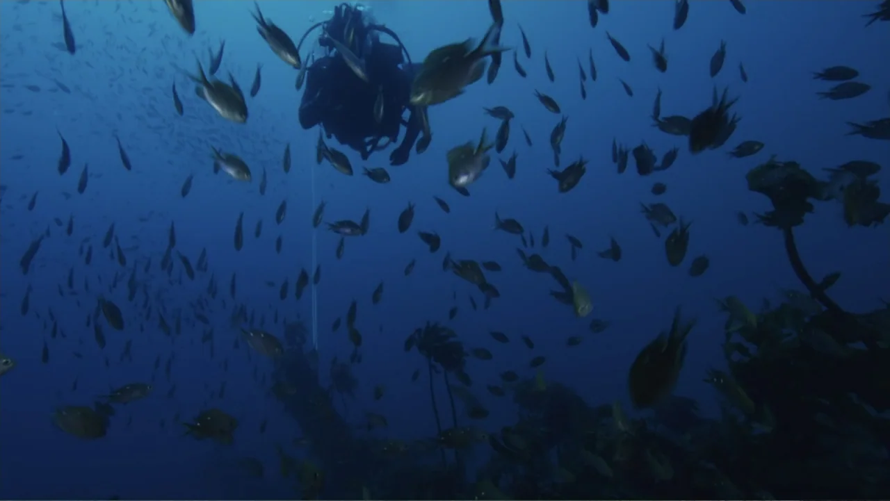 Jaws in the Shallows (2023) movie still: wide — A dark blue underwater environment filled with a large school of small fish. A solitary scuba diver…