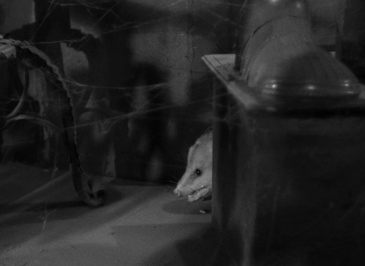 Mark of the Vampire (1935) movie still: medium — A dark, cluttered attic space filled with thick cobwebs and obscured vintage objects. An opossum…