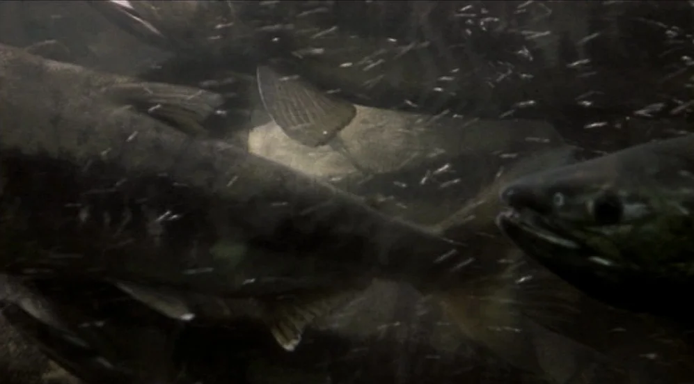 Limbo (1999) movie still: medium — A murky underwater environment filled with silt particles and several large adult salmon. The fish swim closely…