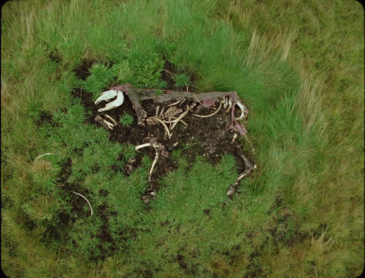 Godland (2022) movie still: wide — A field of thick green grass surrounds a decaying animal carcass on soil. The skeleton lies exposed among patches…