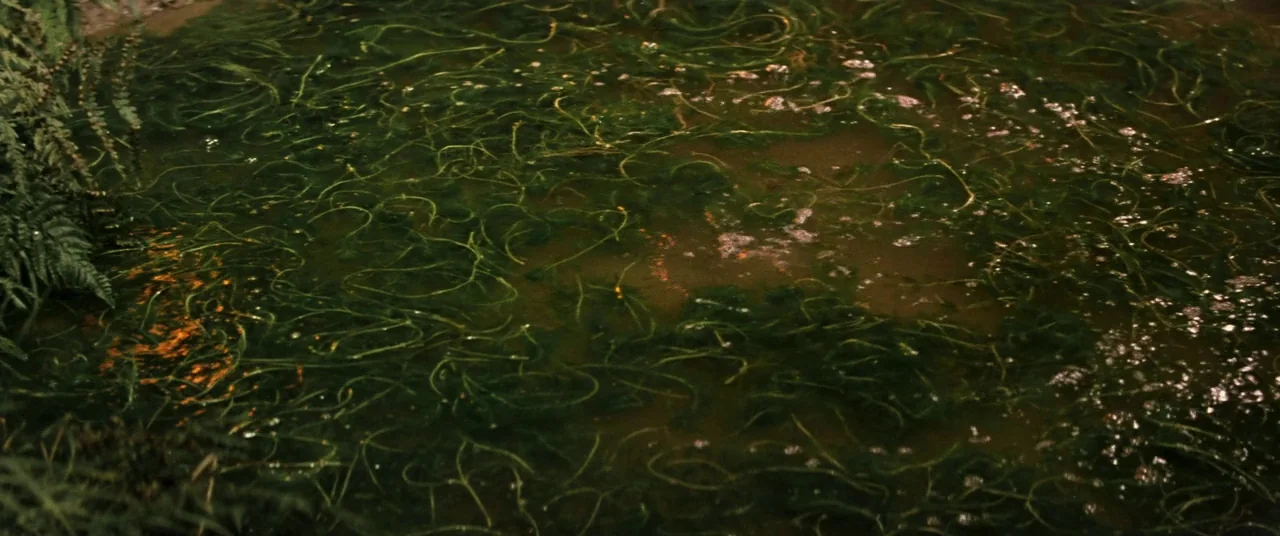 Ballad Of Narayama (1958) movie still: establishing — A murky pond filled with submerged green aquatic plants and scattered bubbles. Water surface…