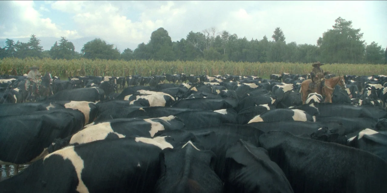 Pedro Páramo (2024) movie still: wide — A vast herd of black and white cows fills a rural field near corn stalks. Two cowboys on horses monitor the…