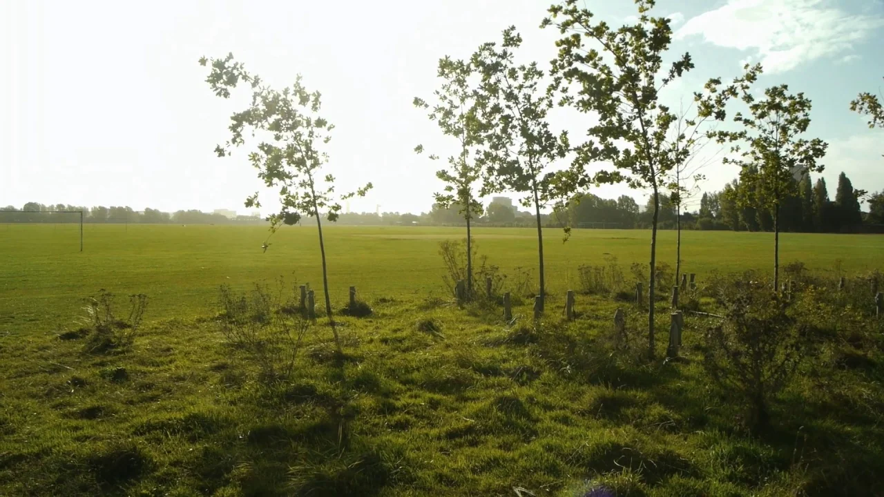 Counting (2015) movie still: wide — An open green field is bordered by a line of young trees. The sun glows brightly from behind the trees in the…