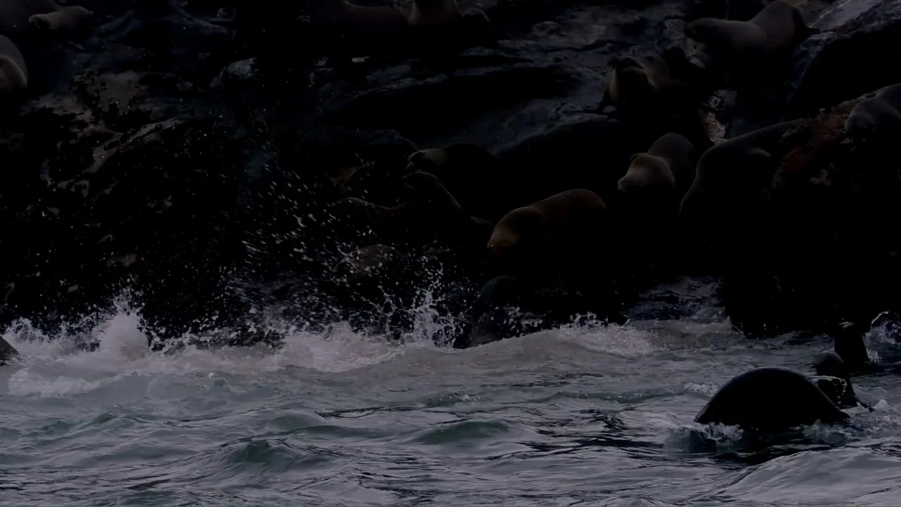 Air Jaws: Night Stalker (2016) movie still: wide — A dark rocky shoreline is wet from the crashing surf of the ocean. A colony of sea lions rests on…