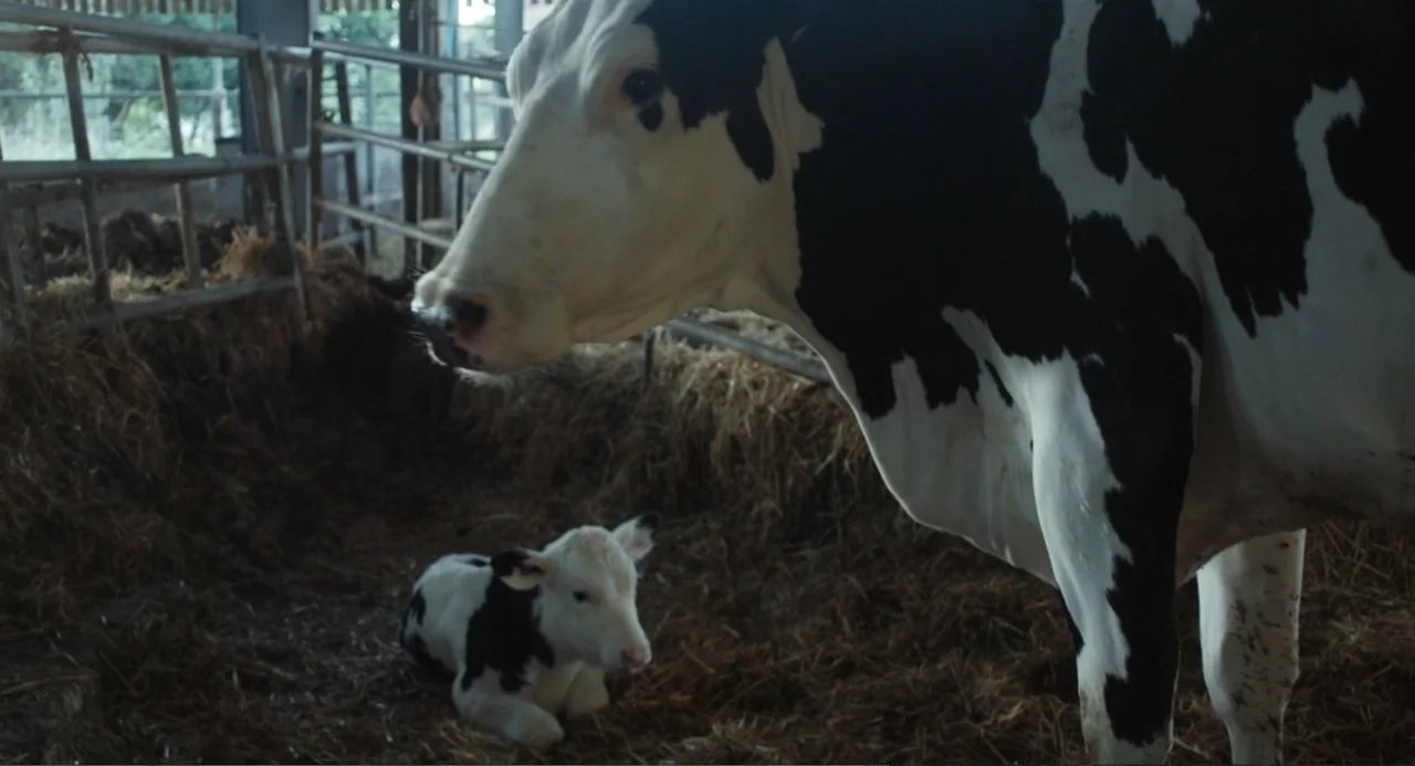 Cow (2022) movie still: medium — A wooden and metal cowshed filled with piles of dry golden hay. A large adult black and white cow stands near a…
