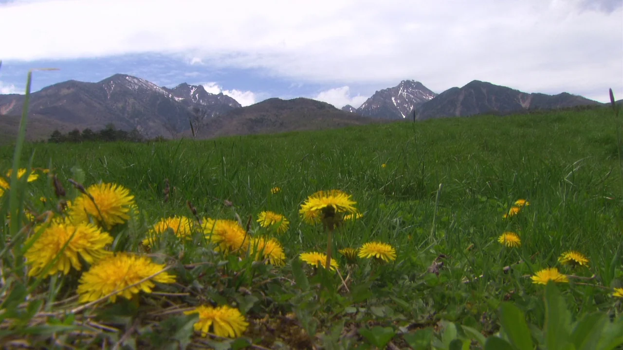 The Happiness of the Katakuris (2001) movie still: establishing — A vast green mountain meadow features blooming yellow dandelions in the…