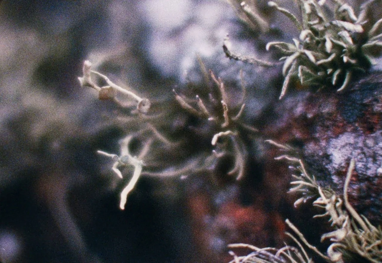 Enys Men (2022) movie still: closeup — A close-up view shows pale, spindly lichen clinging to a dark, textured rock surface. The organic growths…