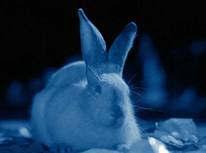 Rabbit’s Moon (1950) movie still: closeup — A dark, indistinct outdoor area at night provides the backdrop for the animal. A white rabbit sits on…