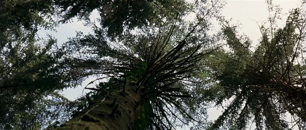 The Intruder (2004) movie still: establishing — A dense cluster of evergreen trees viewed from the ground looking straight up. The branches and dark…