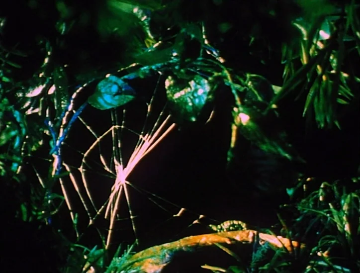 Pink Narcissus (1971) movie still: closeup — A dense patch of dark foliage surrounds a fragile spiderweb in deep shadow. Light strikes the center of…