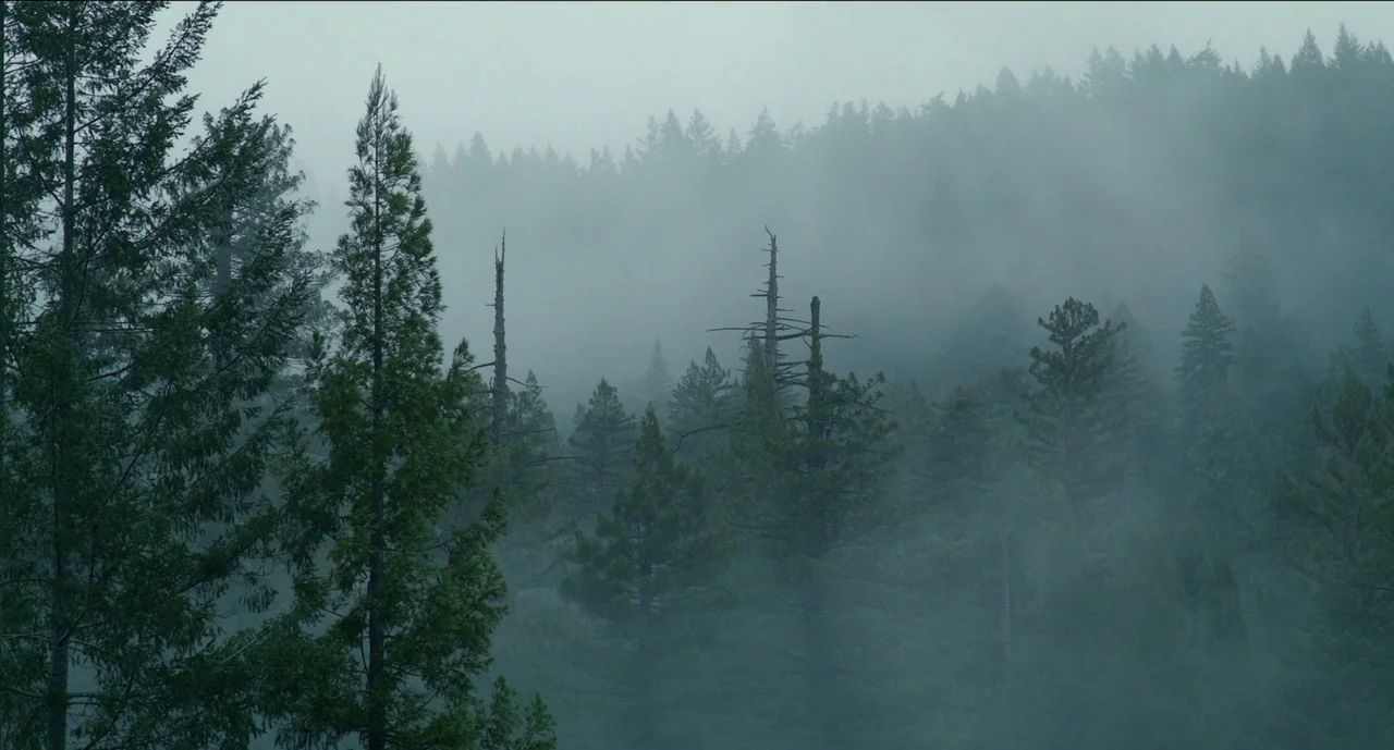 Trim Season (2023) movie still: establishing — A dense coniferous forest is blanketed by heavy fog and low-hanging clouds. Several tall pine trees…