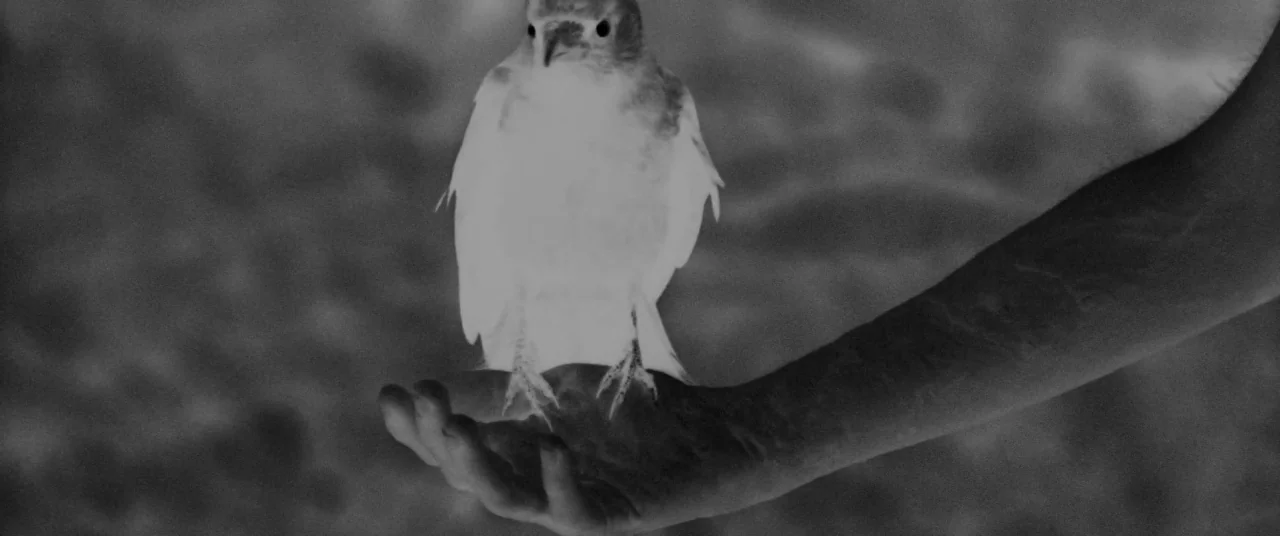 Knife+Heart (2018) movie still: closeup — A small bird sits on a person's outstretched hand at a sandy beach location. The subject holds its hand…