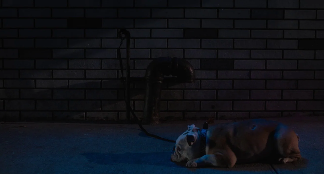 Paterson (2016) movie still: medium — A dark city sidewalk at night is paved with concrete and a brick wall. A single bulldog lies on the ground…