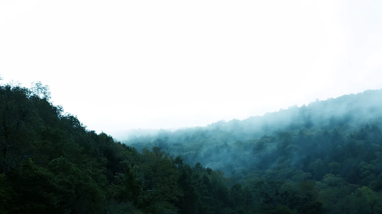 The Deeper You Dig (2019) movie still: establishing — A dense forest hillside is partially obscured by thick low-hanging morning mist. The upper…