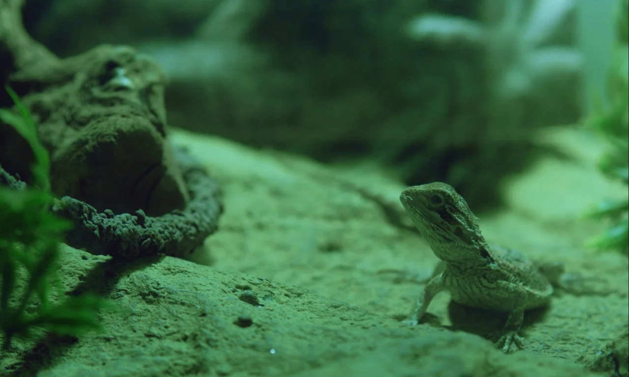 Mickey and the Bear (2019) movie still: medium — A small bearded dragon perches on a sandy rock surface inside a glass enclosure. Artificial foliage…