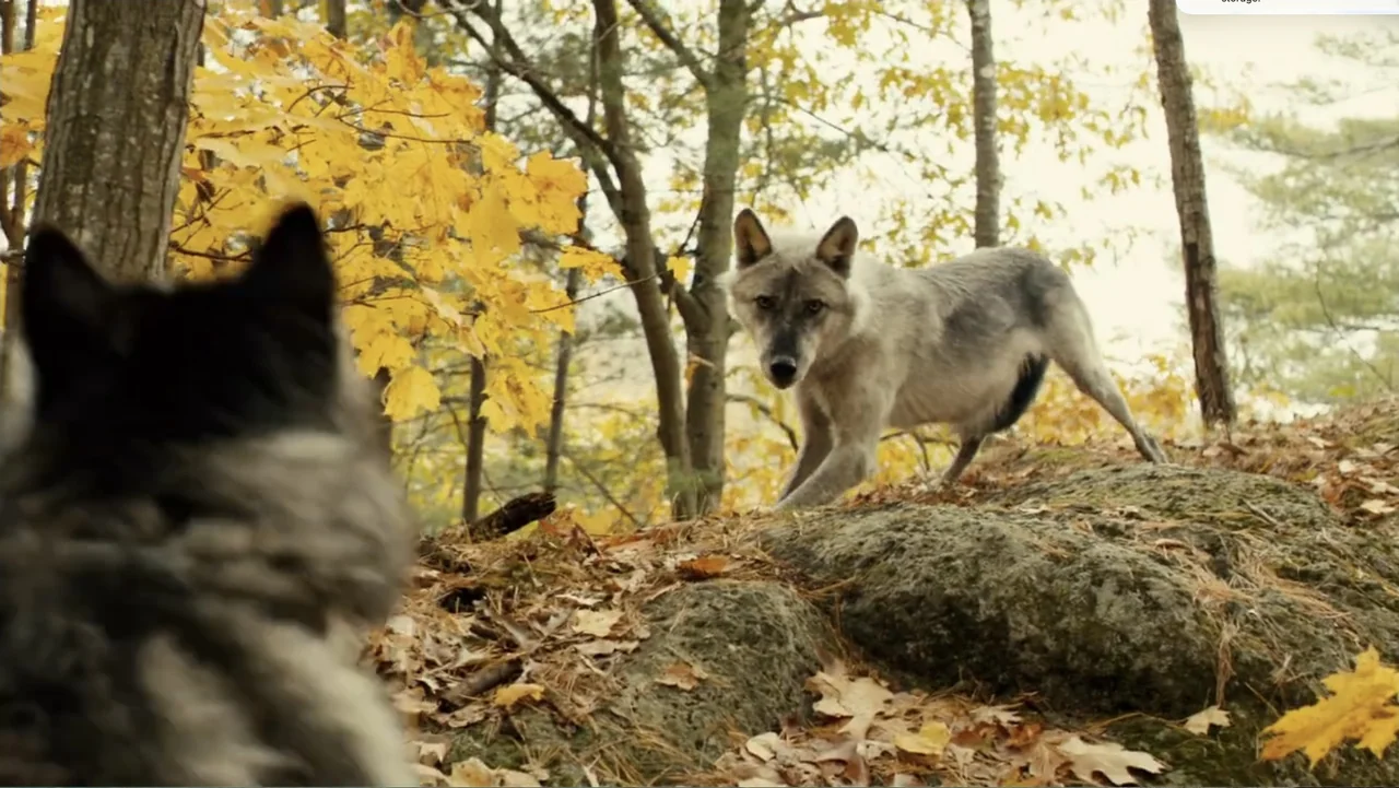 National Parks Adventure (2016) movie still: medium — A woodland area during autumn features yellow foliage and a large rocky mound. One wolf stands…