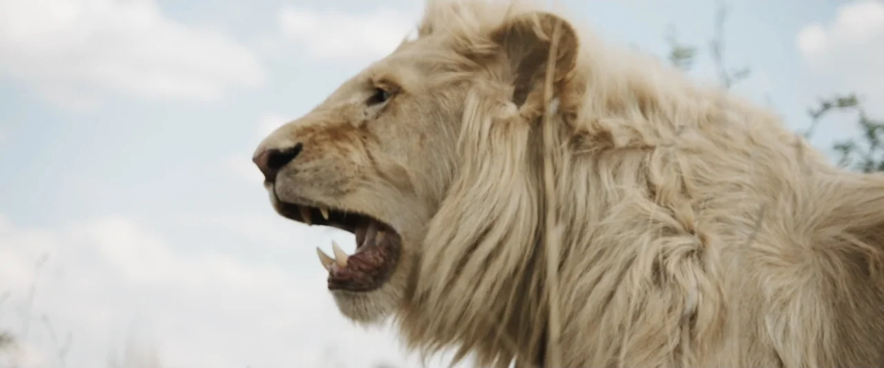 Mia and the White Lion (2018) movie still: closeup — A white lion stands in an open savanna field during the day. The lion has its mouth open wide…