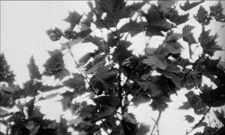 Pi (1998) movie still: closeup — A close-up view of maple-like leaves against a bright, featureless sky. The foliage creates a silhouette against…