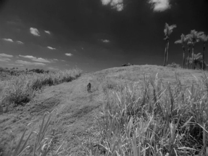 I Am Cuba (1964) movie still: wide — A grassy, undulating hillside features tall stalks of vegetation and palm trees in distance. Clouds drift…