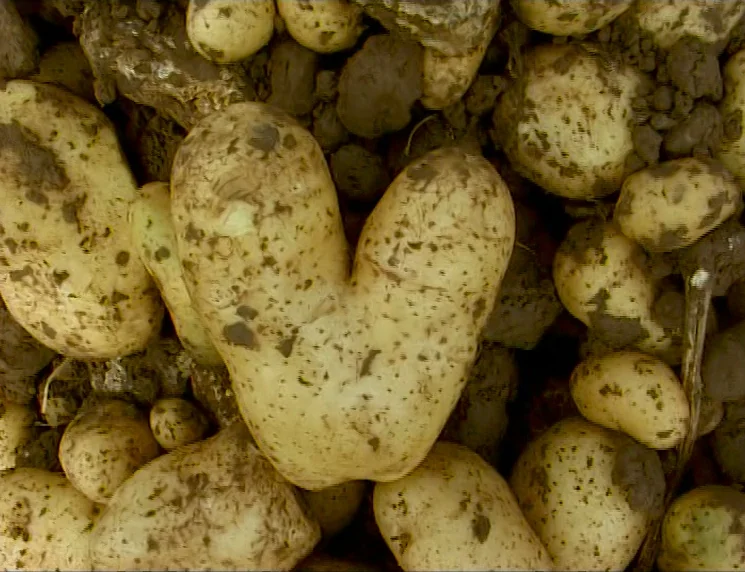 The Gleaners & I (2000) movie still: closeup — A collection of freshly harvested potatoes sits in dark, loose soil on the ground. The center potato…