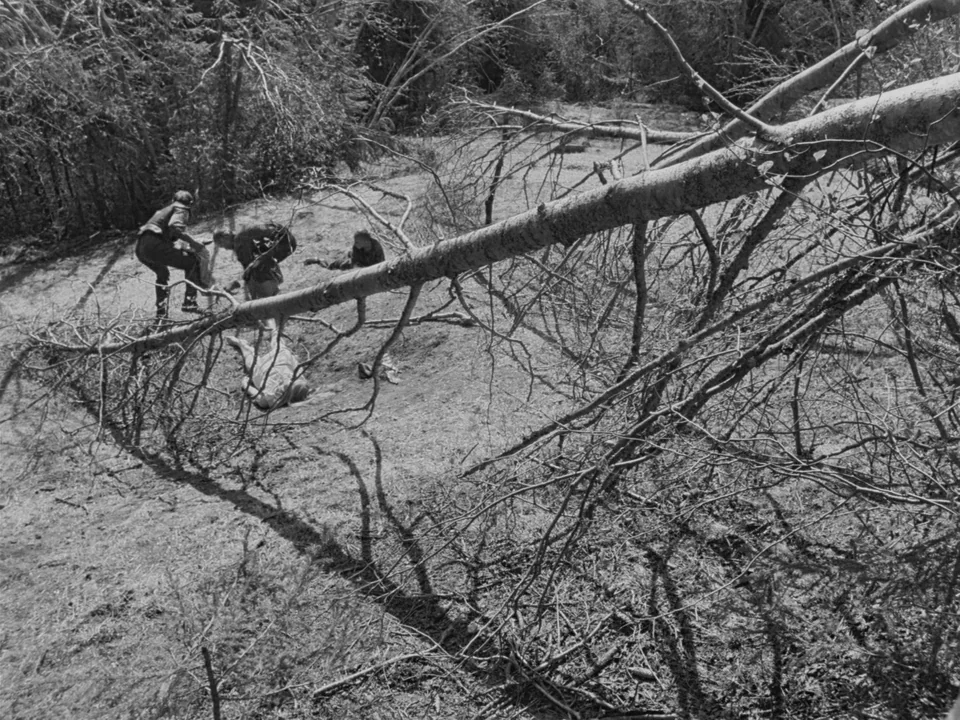 The Virgin Spring (1960) movie still: wide — A clearing in dense woods is bisected by a large fallen coniferous tree branch. Three men stand near a…