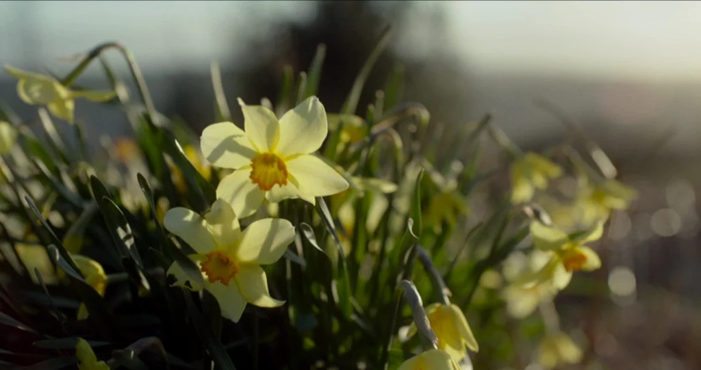 God’s Own Country (2017) movie still: closeup — A dense cluster of yellow daffodils grows amidst green blades of grass. Sunlight highlights the…