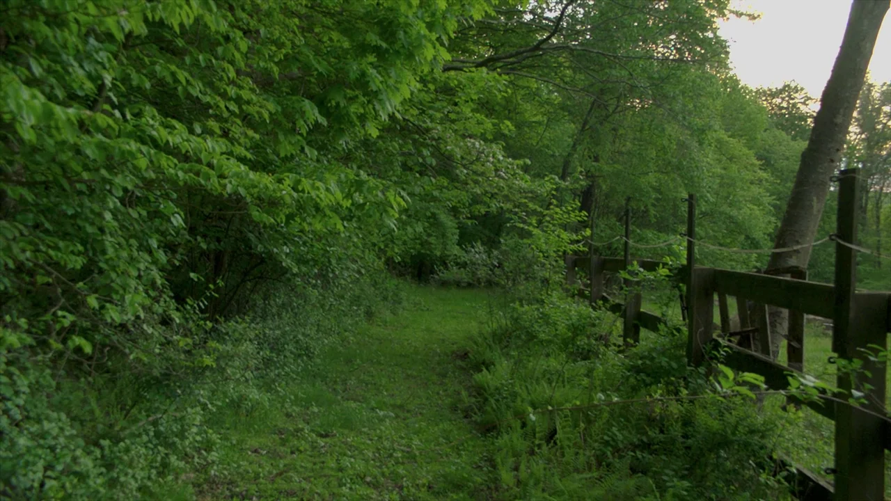 After Yang (2021) movie still: establishing — A grassy trail winds along the edge of a dense, lush green forest. A weathered wooden post and rail…