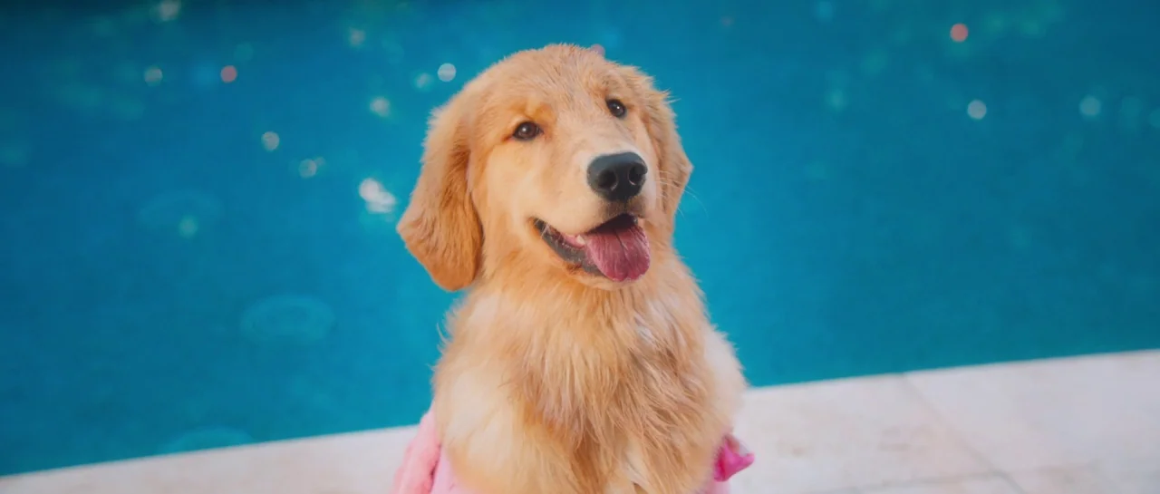 Greener Grass (2019) movie still: closeup — A golden retriever sits beside the edge of a bright blue swimming pool. The dog looks slightly upward…