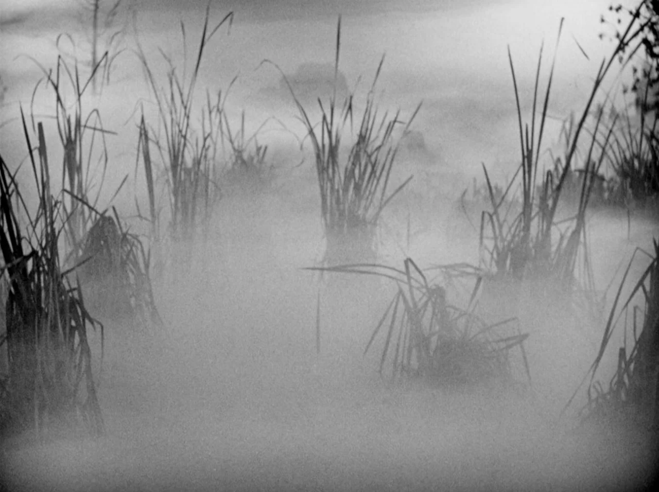 Gun Crazy (1950) movie still: establishing — Clusters of tall marsh grasses grow out of still water shrouded in thick fog. The visibility is limited…