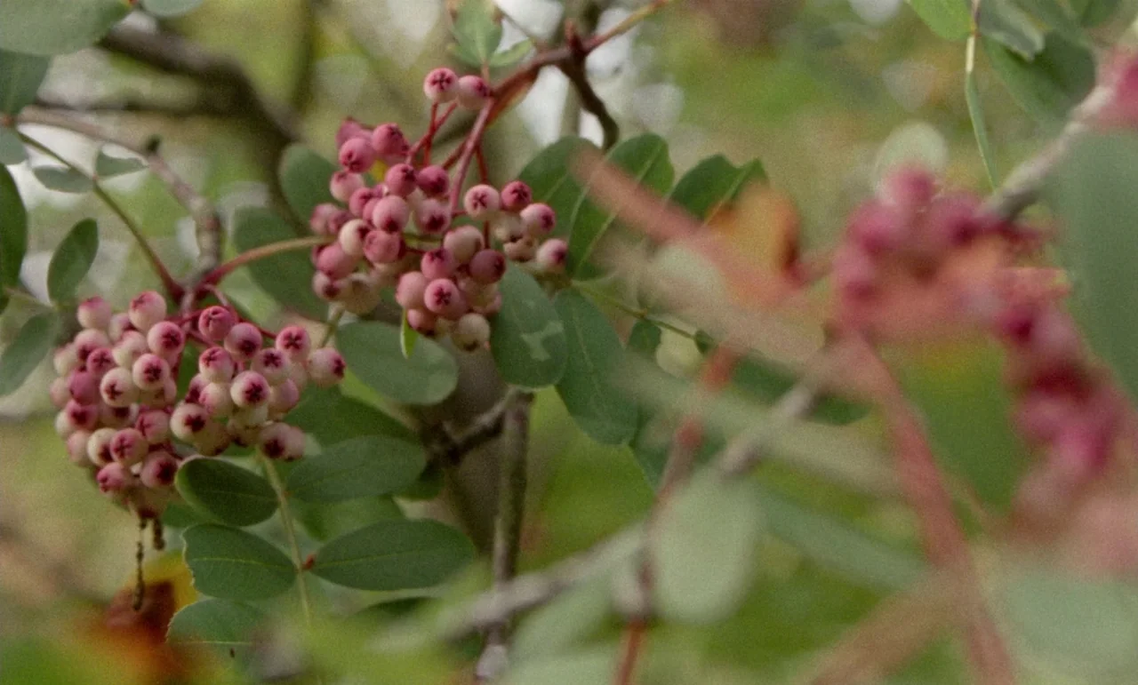 The Souvenir: Part II (2021) movie still: closeup — Clusters of pink berries grow on a leafy branch in a dense thicket. The branches are…