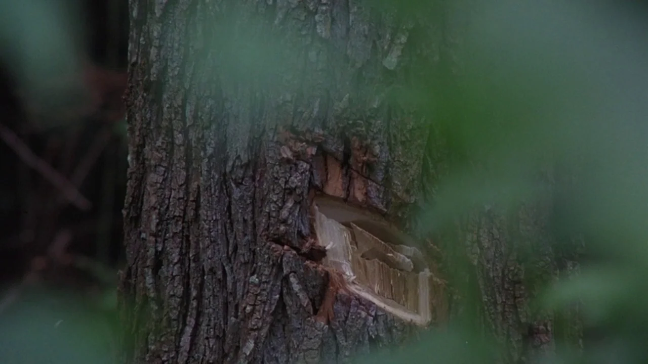 Matewan (1987) movie still: closeup — A thick, weathered tree trunk features a freshly cut, light-colored wooden notch. Out-of-focus green foliage…