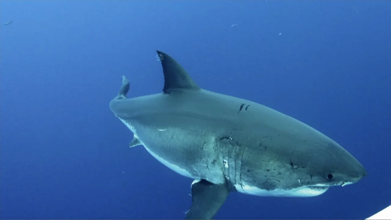 Shark Week: Off the Hook (2023) movie still: medium — A great white shark swims through the deep blue ocean water. The marine animal glides steadily…