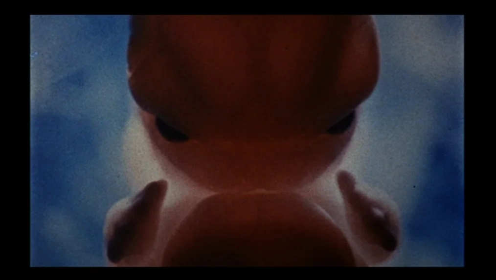 Sisters (1973) movie still: closeup — A fetus floats in a blue liquid space. The subject is backlit by a soft glow.