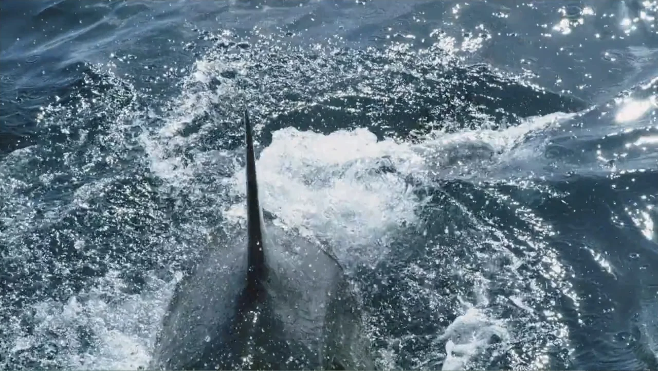 Air Jaws: Final Frontier (2023) movie still: closeup — The open ocean surface shows movement and foam around a partially submerged object. A shark…